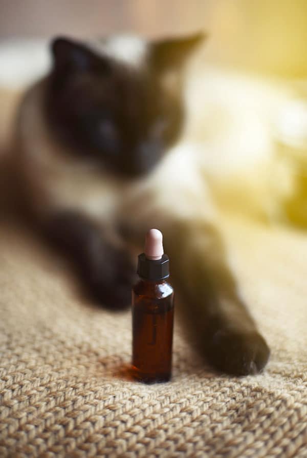 phytotherapie chat