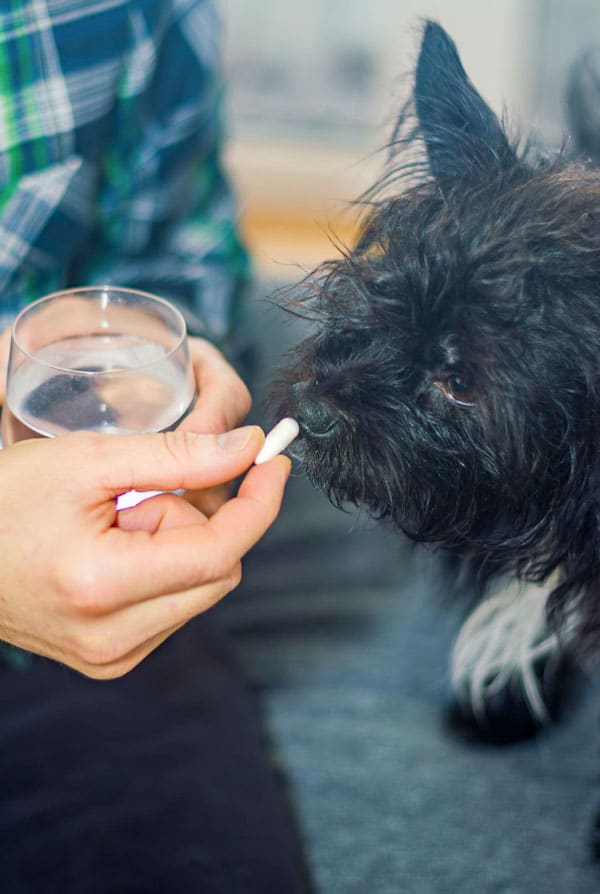 phytothérapie chien noir gélule