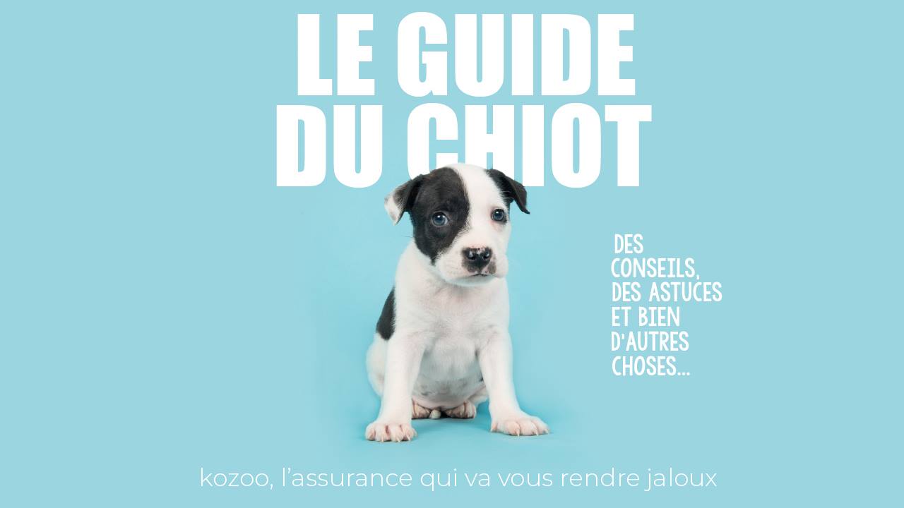 Affiche du guide du chiot Kozoo