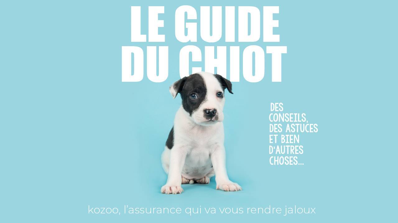 Affiche du guide du chiot Kozoo