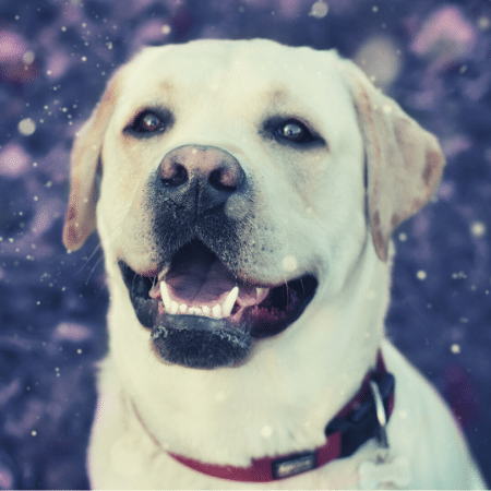 Un chien avec un collier