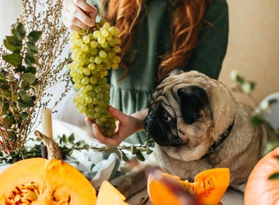 carlin qui regarde du raisin