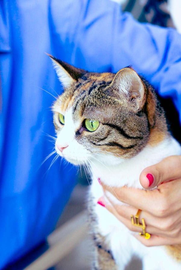 chat au vétérinaire