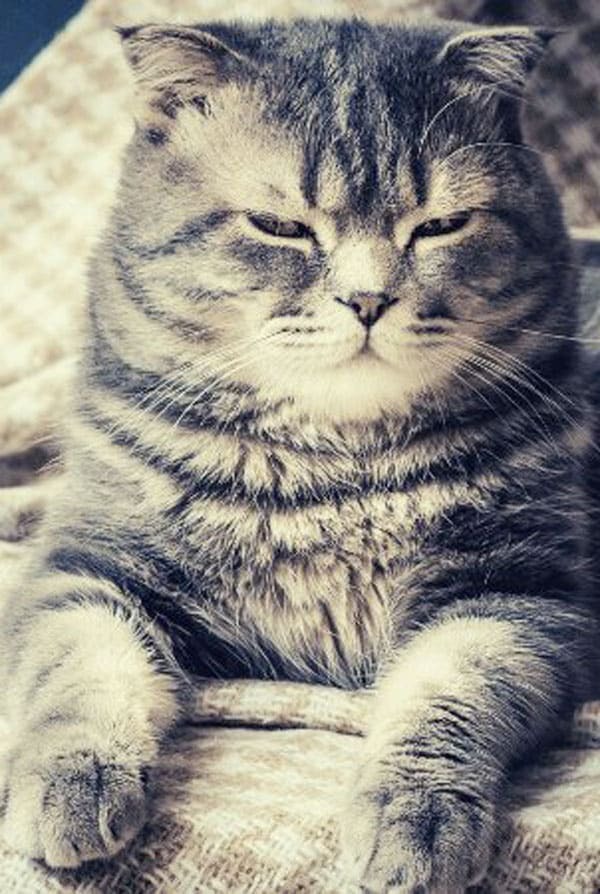 chat gris et sa gamelle