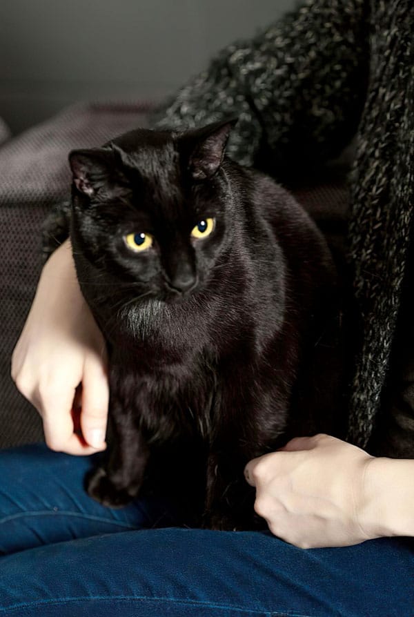 chat noir dans les bras de sa maman