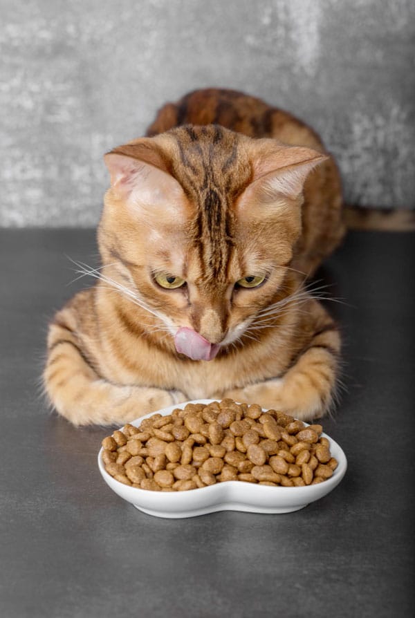 chat roux devant des croquettes