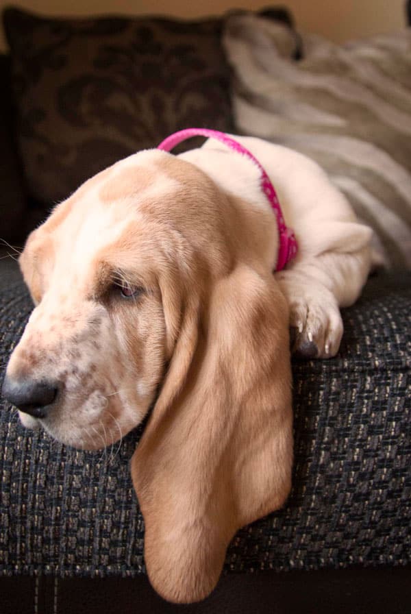 chien beige clair qui dors