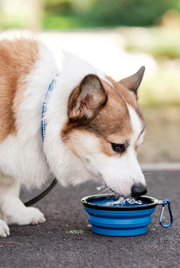 chien blanc et brun qui boit de l'eau