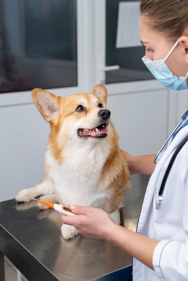 chien chez le vétérinaire examen de sante