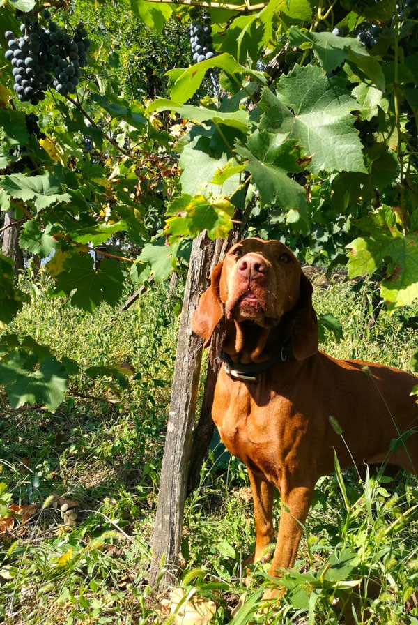 chien dans un champ de raisin