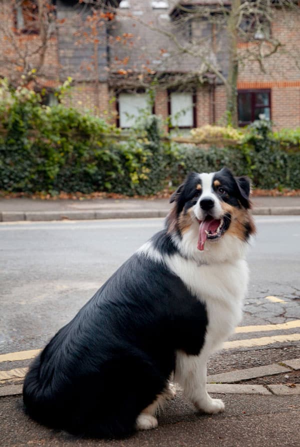 chien noir et brun en balade