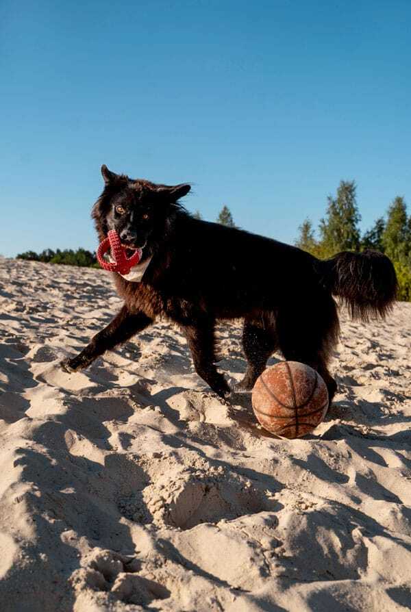 chien noir sur une plage qui joue
