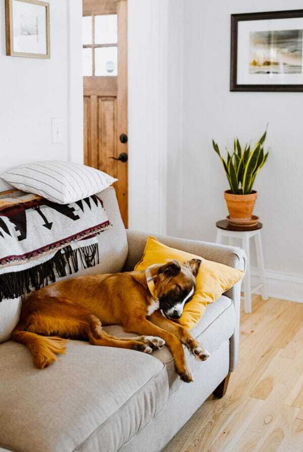chien qui dors dans un canape