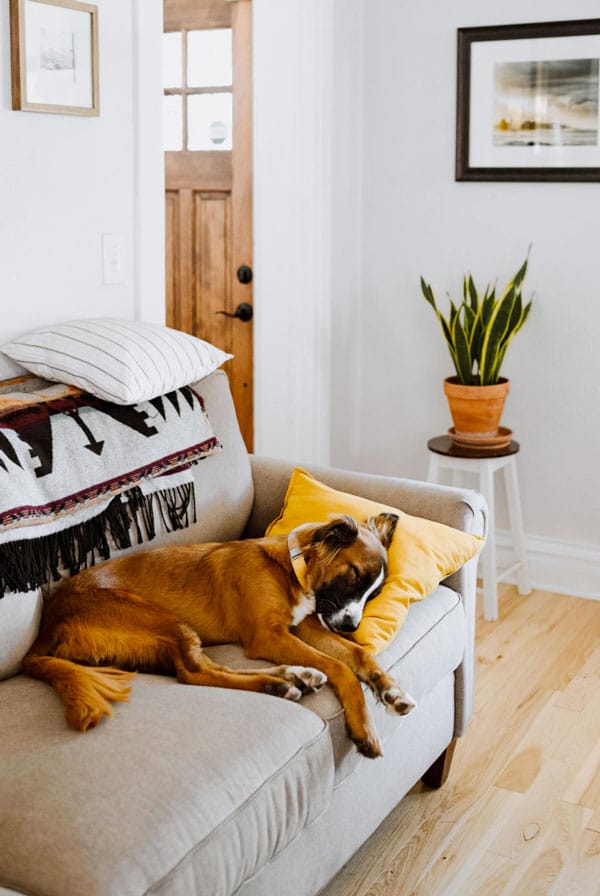 chien qui dors dans un canape