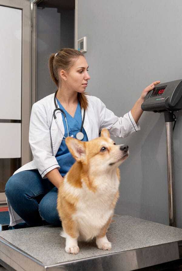 chien sur une balance vétérinaire