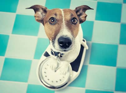 image mise en avant chien sur une balance