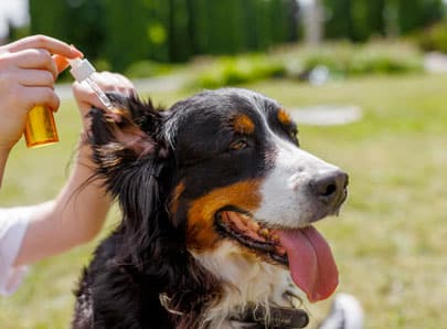 photo mise en avant phytothérapie chien noir oreille