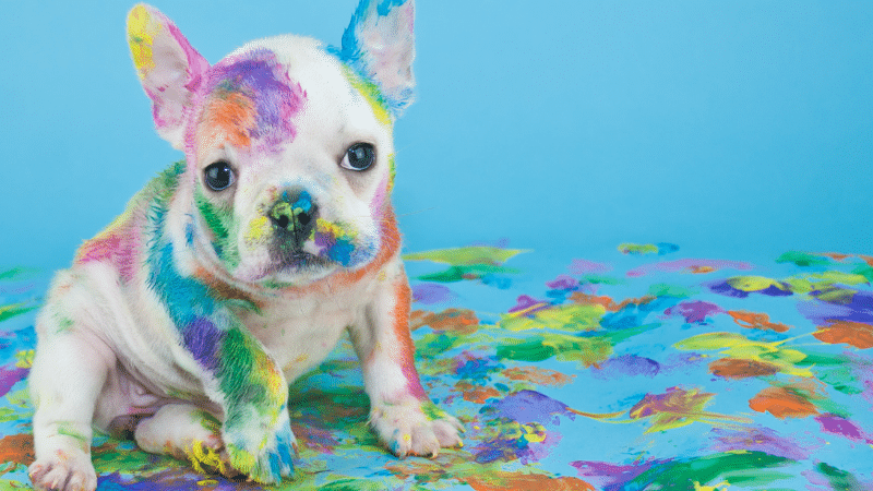 chiot peinture guide