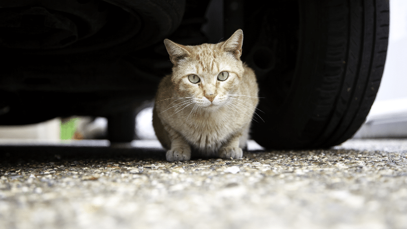 Un chat sous une voiture