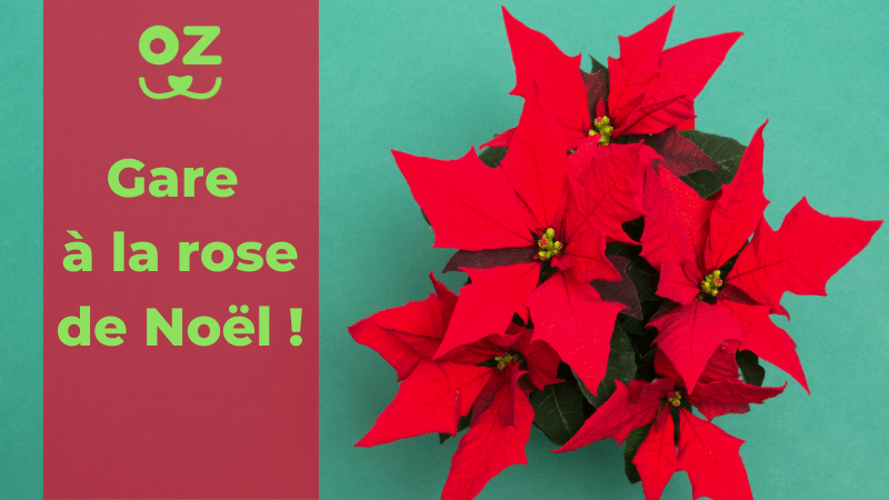la rose de noel un toxique a eviter pour votre animal kozoo