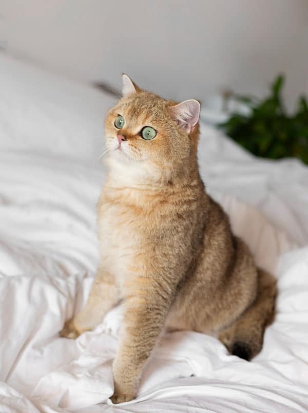 beau chat brun au yeux vert
