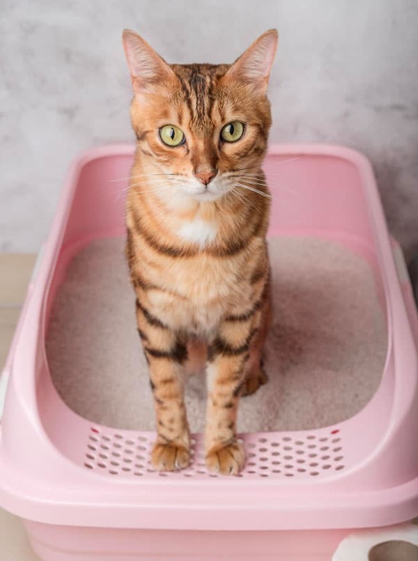 chat dans sa litiere