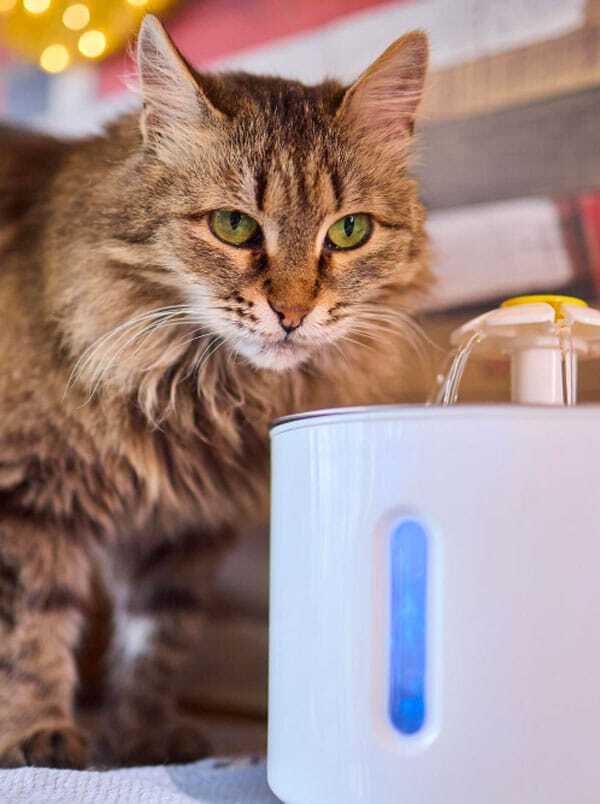 chat fontaine eau
