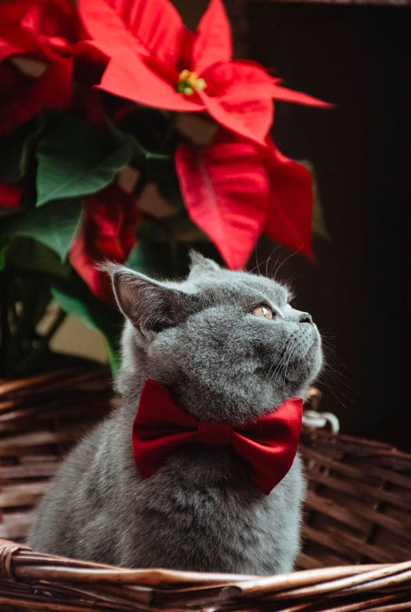 chat gris fleur de noël