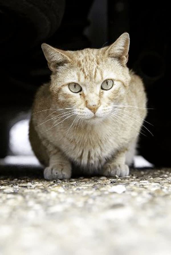 chat sous une voiture