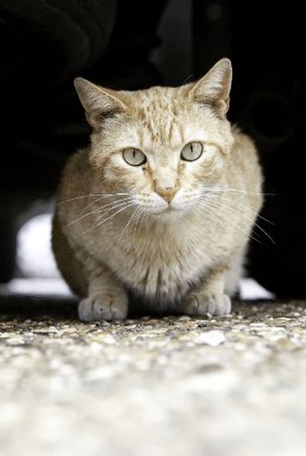 chat sous une voiture