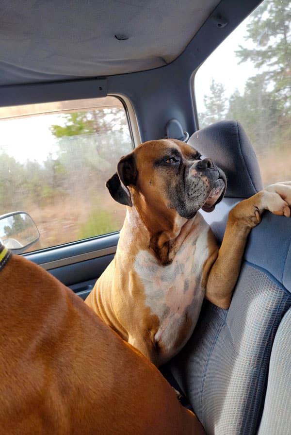 chien dans une voiture a attendre