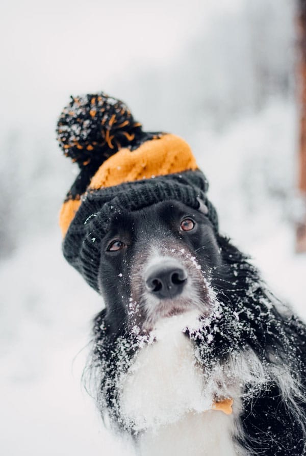 chien noir dans la neige avec un chapeau