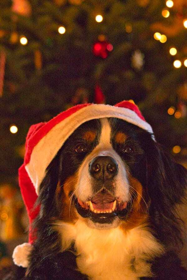 chien pere noel sous le sapin