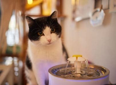 chat fontaine