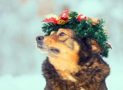 chien brun et noir noël neige
