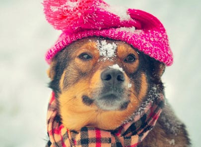 chien en hiver dans la neige avec un bonnet rose