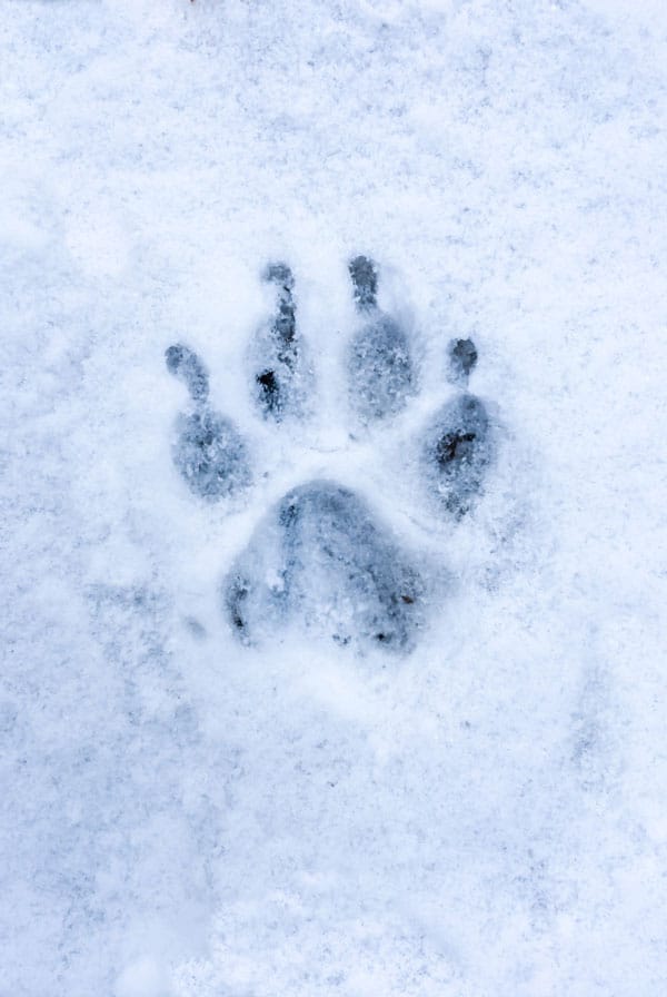 trace de patte de chien dans la neige