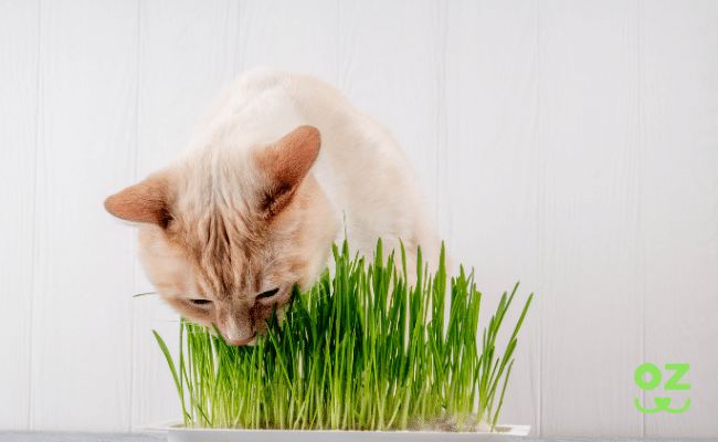 Comment faire pousser son herbe à chat ?