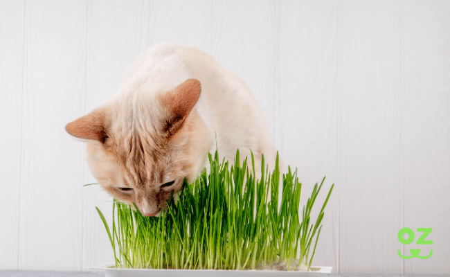 Herbe à chat à faire pousser