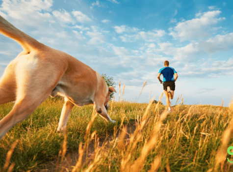 exercice chien homme