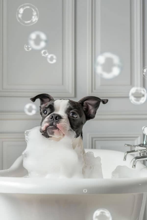 chien dans le bain bulle