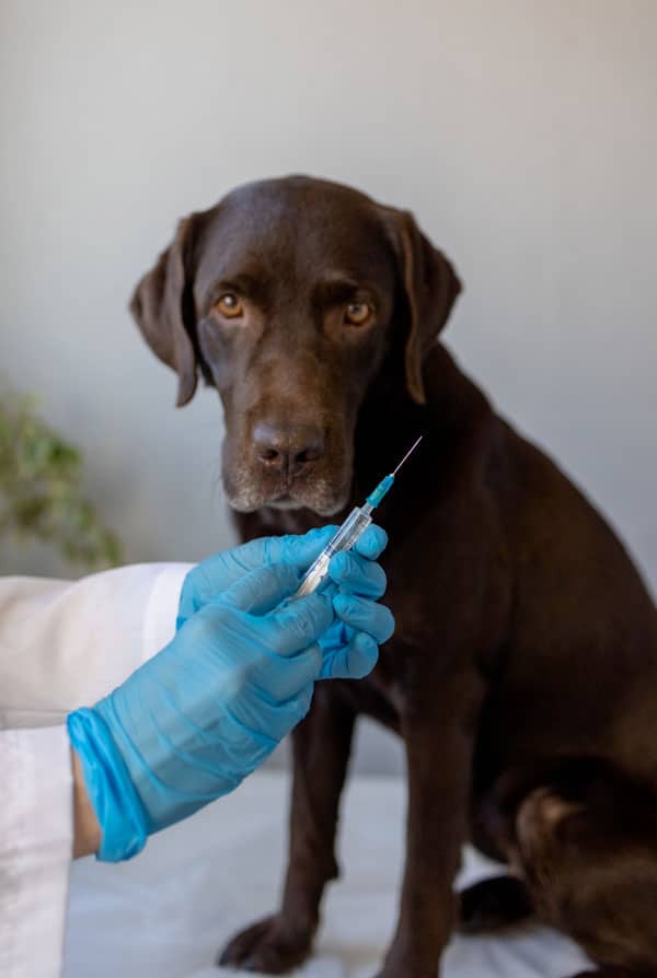 chien noir vétérinaire diabète piqure