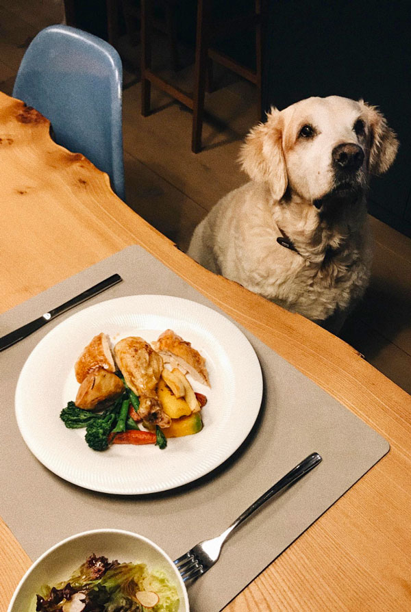 chien qui regarde son maitre manger a table.