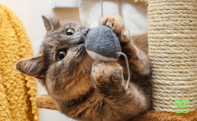Un chat joue avec une balle