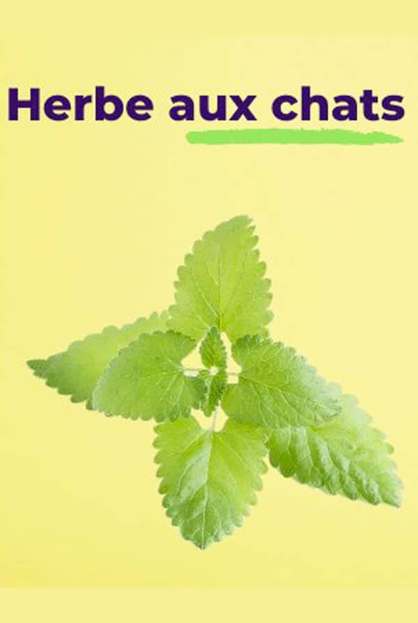 Herbe aux chats