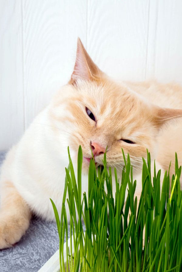 chat avec son herbe a chat