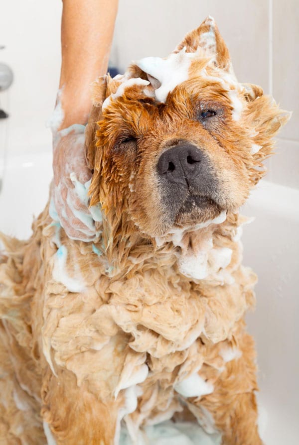 chien dans le bain mousse