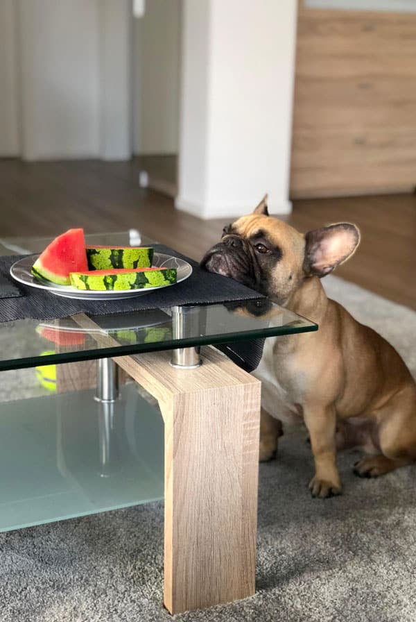 chien qui fixe une pasteque sur la table basse