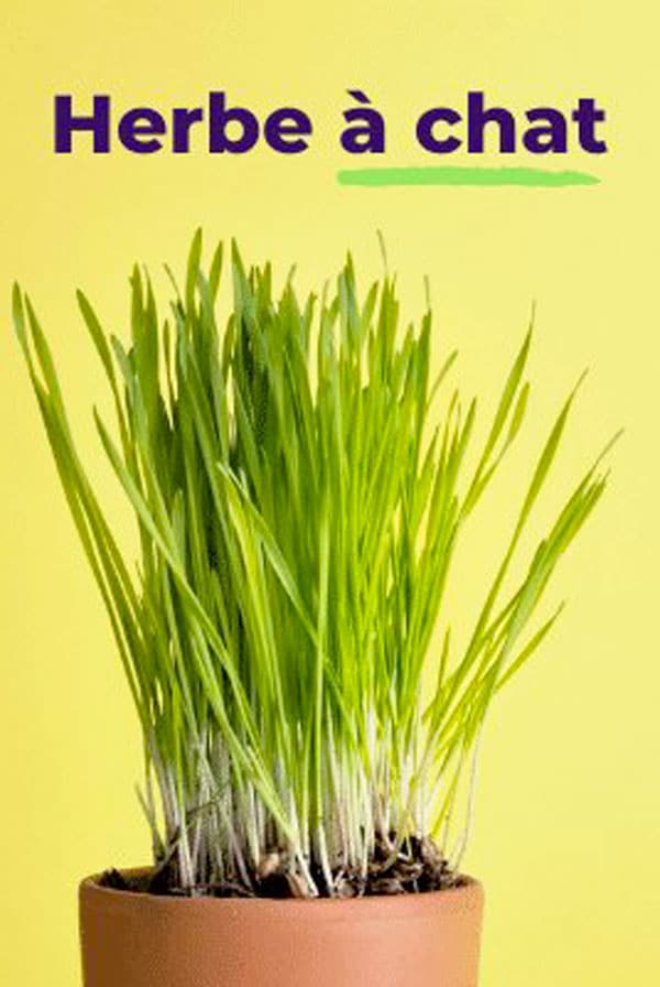 HERBE A CHAT