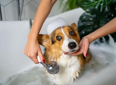 chien dans le bain